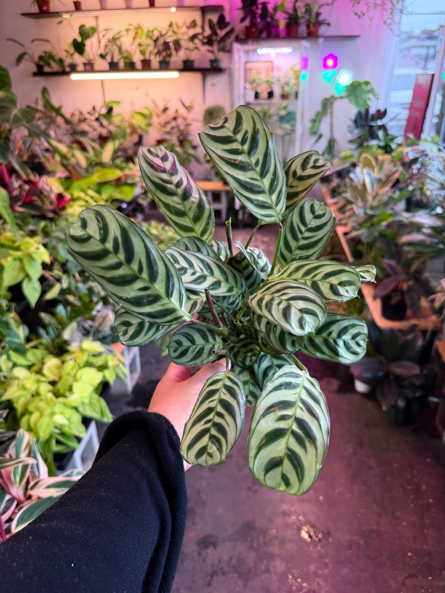 Ctenanthe 'Burl Marxii'