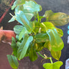 Philodendron 'Horsehead'
