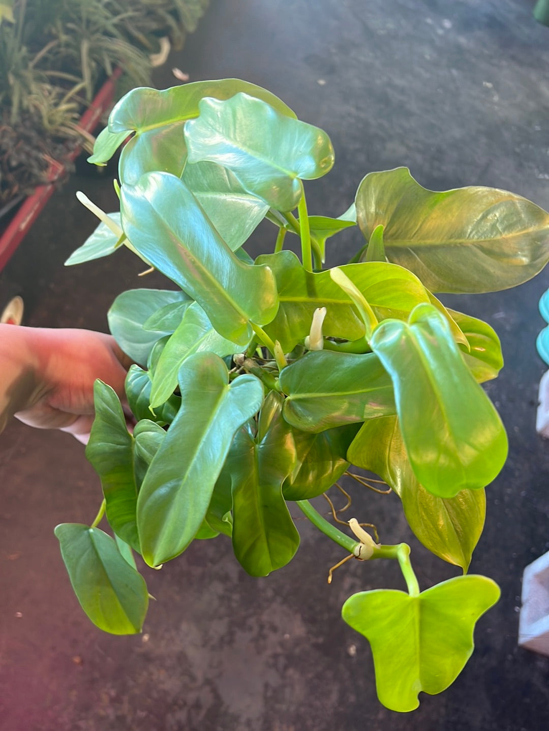 Philodendron 'Horsehead'