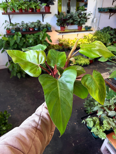 Philodendron ‘Emerald Red’