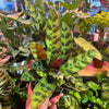 Calathea Lancifolia 'Rattlesnake'