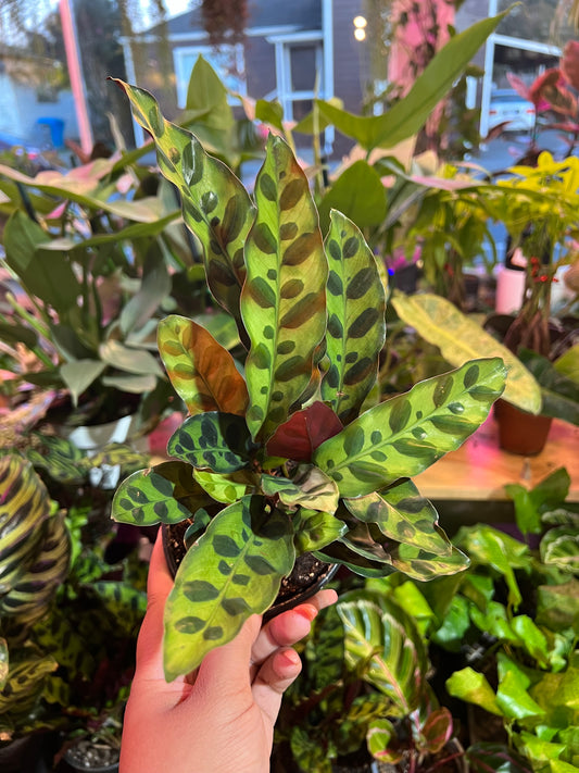 Calathea Lancifolia 'Rattlesnake'