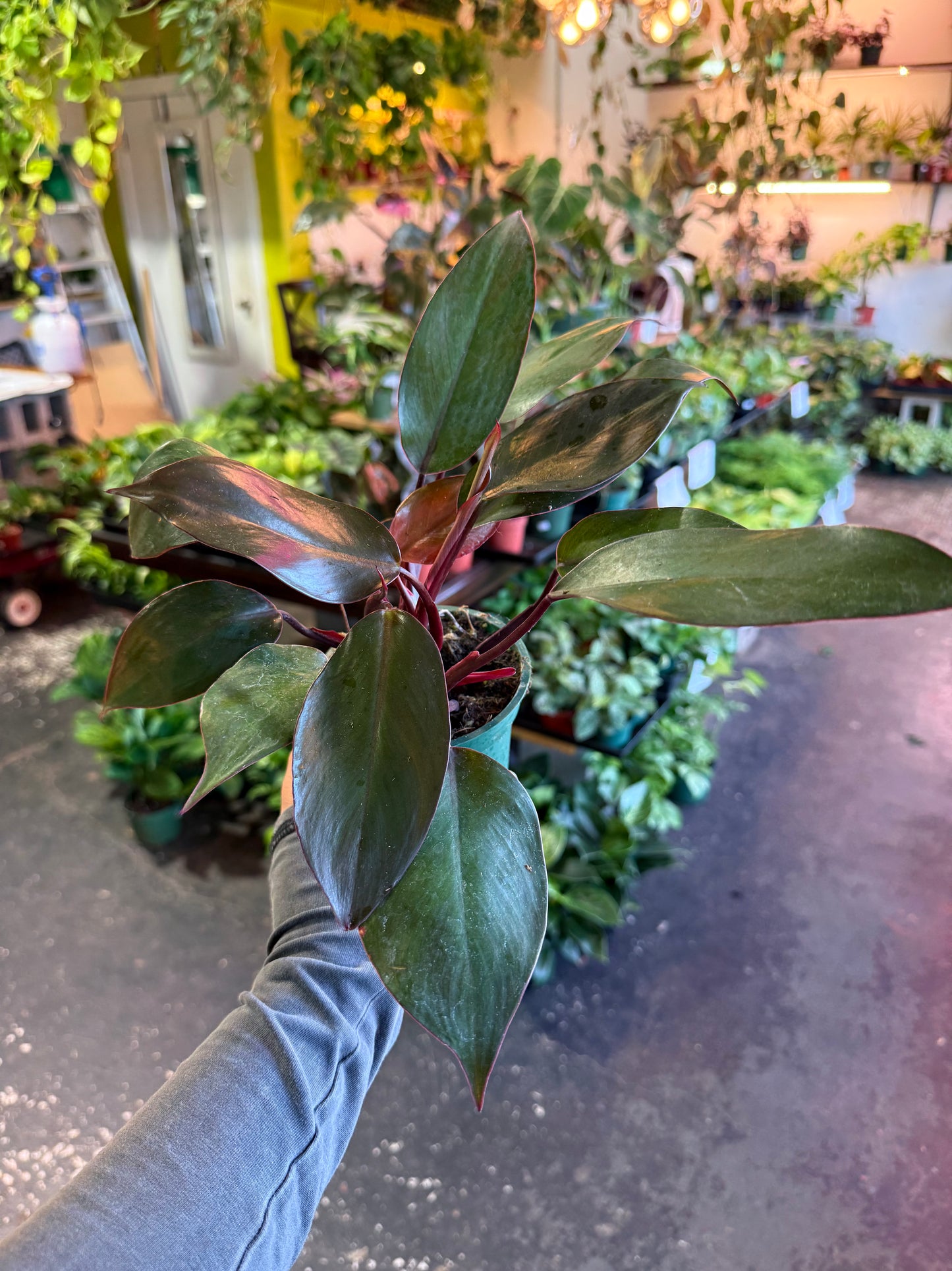 Philodendron ‘Erubescens’