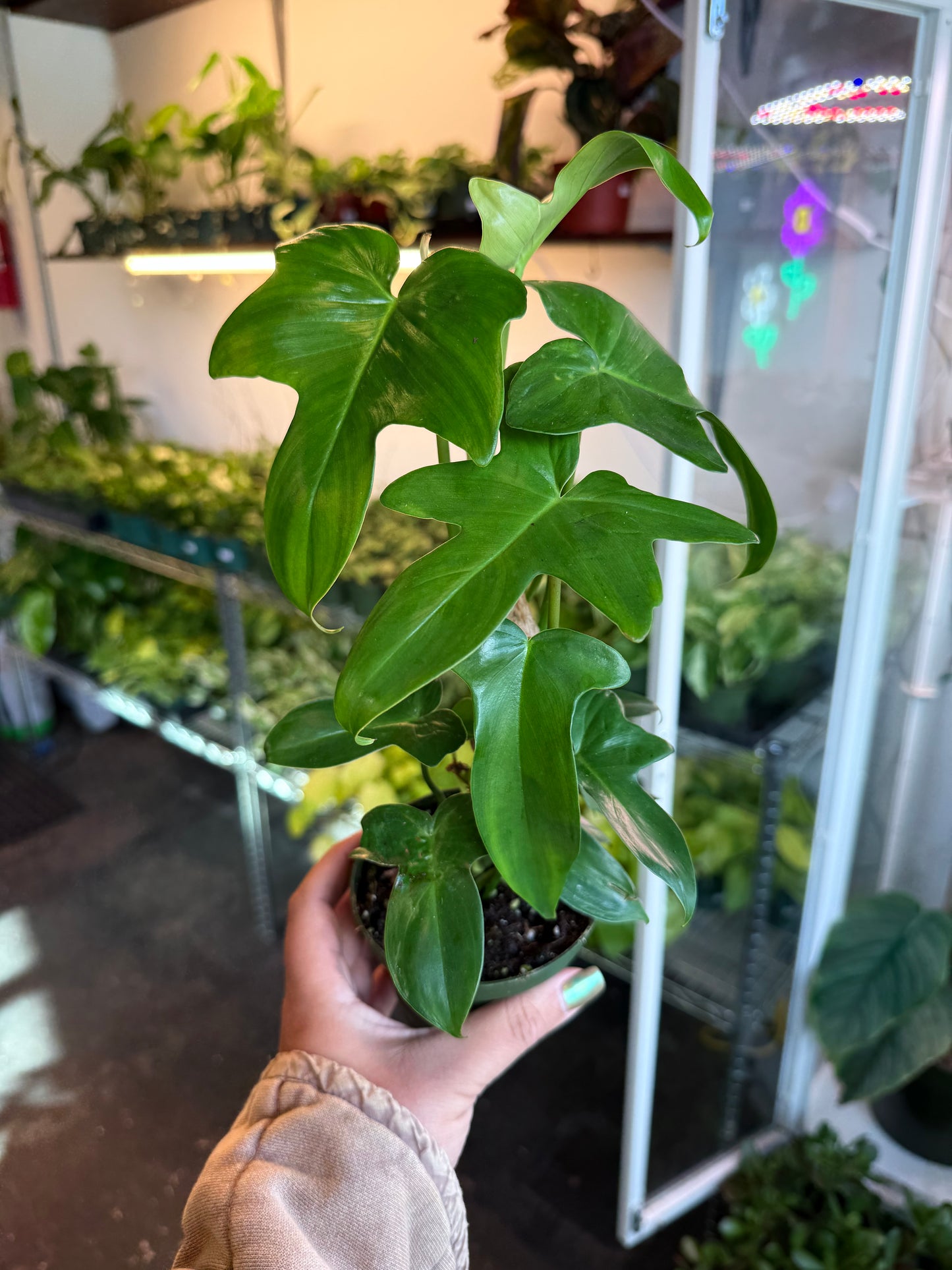 Philodendron 'Pedatum'