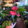 Anthurium ‘Sweet Dream’