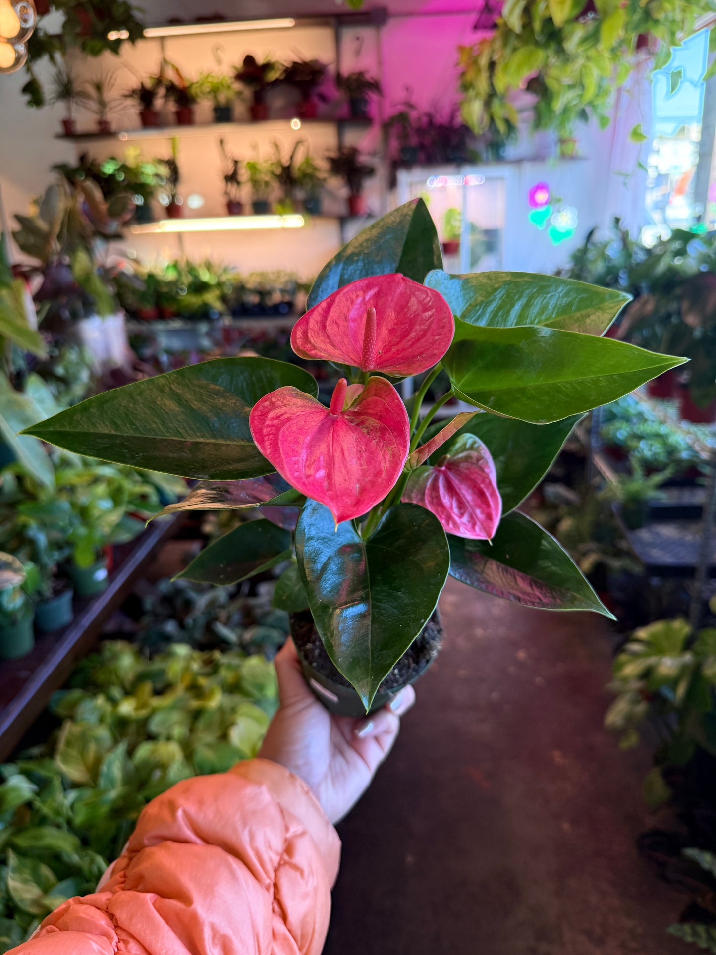 Anthurium ‘Sweet Dream’