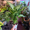 Dieffenbachia ‘Maria’
