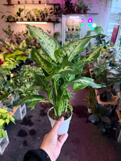 Dieffenbachia ‘Maria’