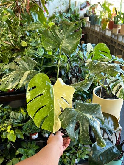 Monstera Thai Constellation by LEAL PLANTS ECUADOR| Monstera Live Indoor  House Plants Swiss Cheese Plant | Deliciosa Live Plant|Monstera Live Indoor