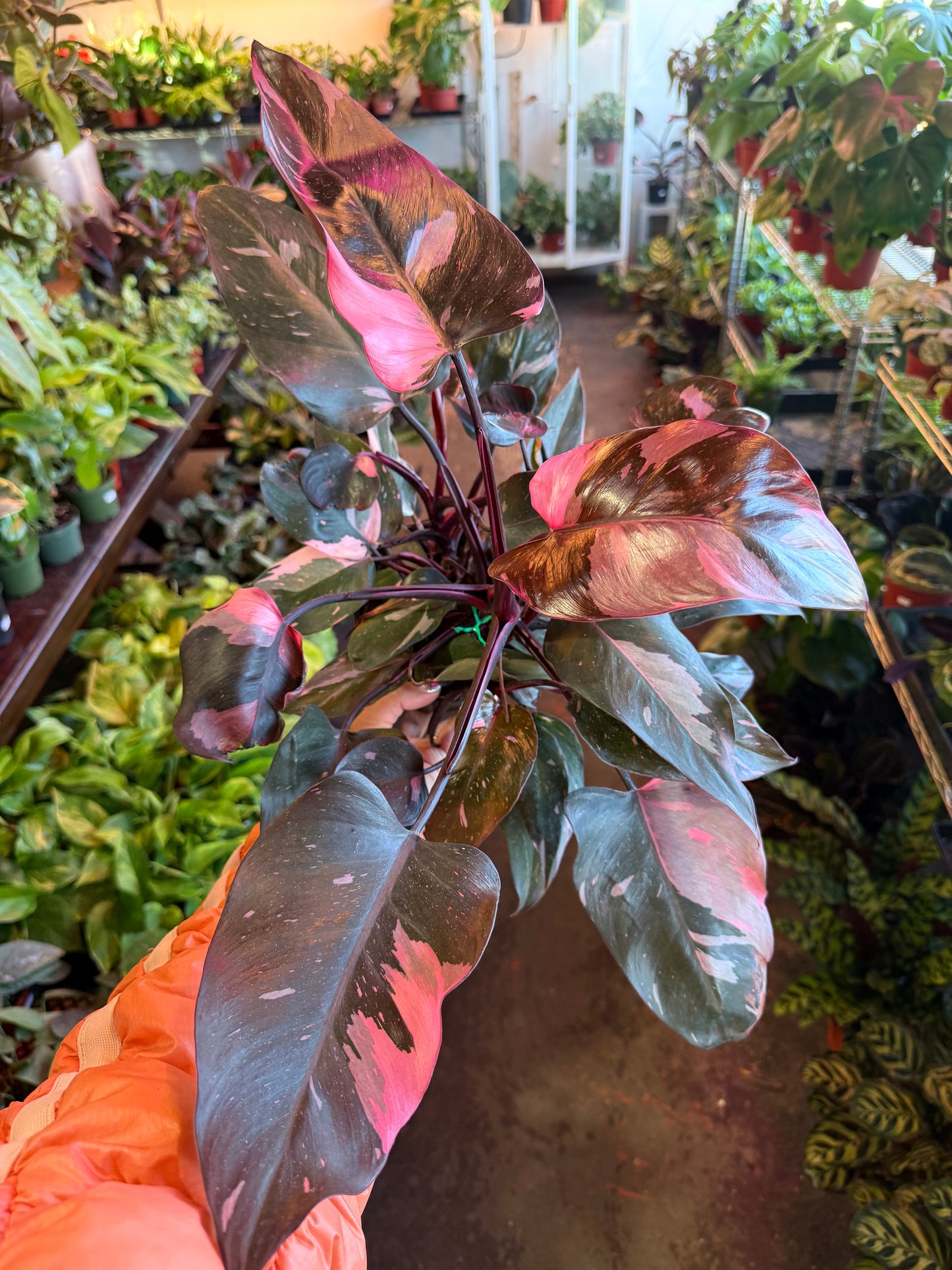 Philodendron 'Pink Princess'