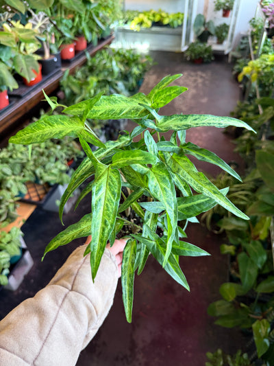 Syngonium ‘Tri-Leaf Wonder’