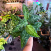 Aglaonema ‘Pictum Tricolor’