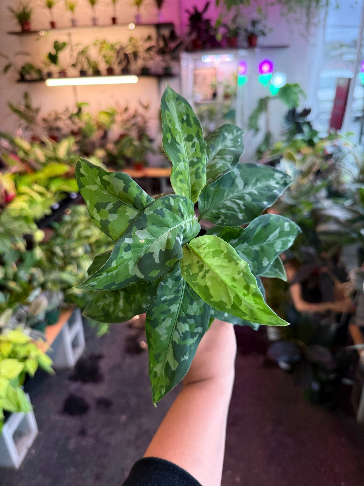Aglaonema ‘Pictum Tricolor’