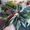 Stromanthe 'Triostar'