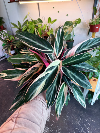 Stromanthe 'Triostar'