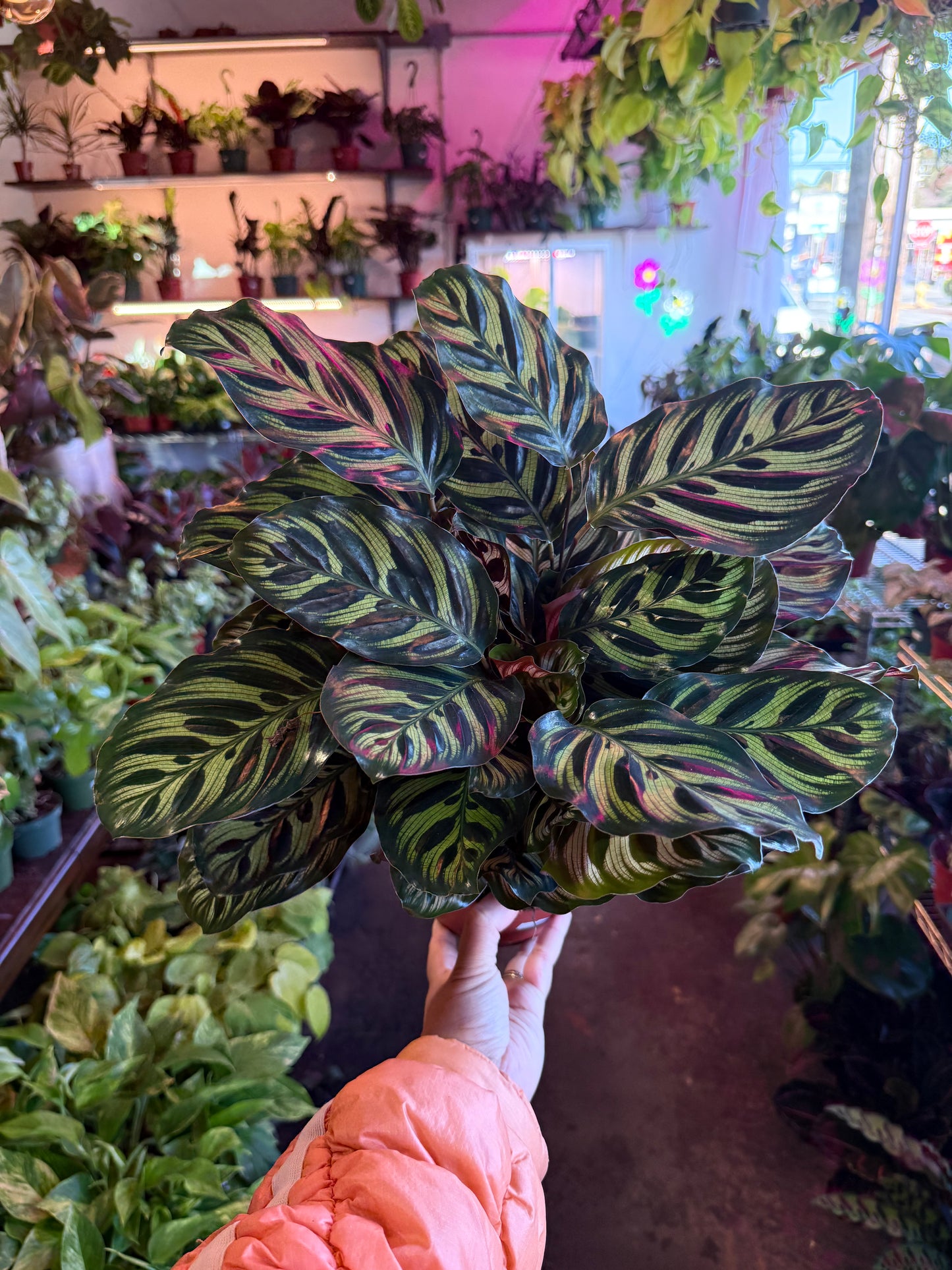Calathea 'Makoyana'