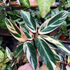 Stromanthe 'Triostar'