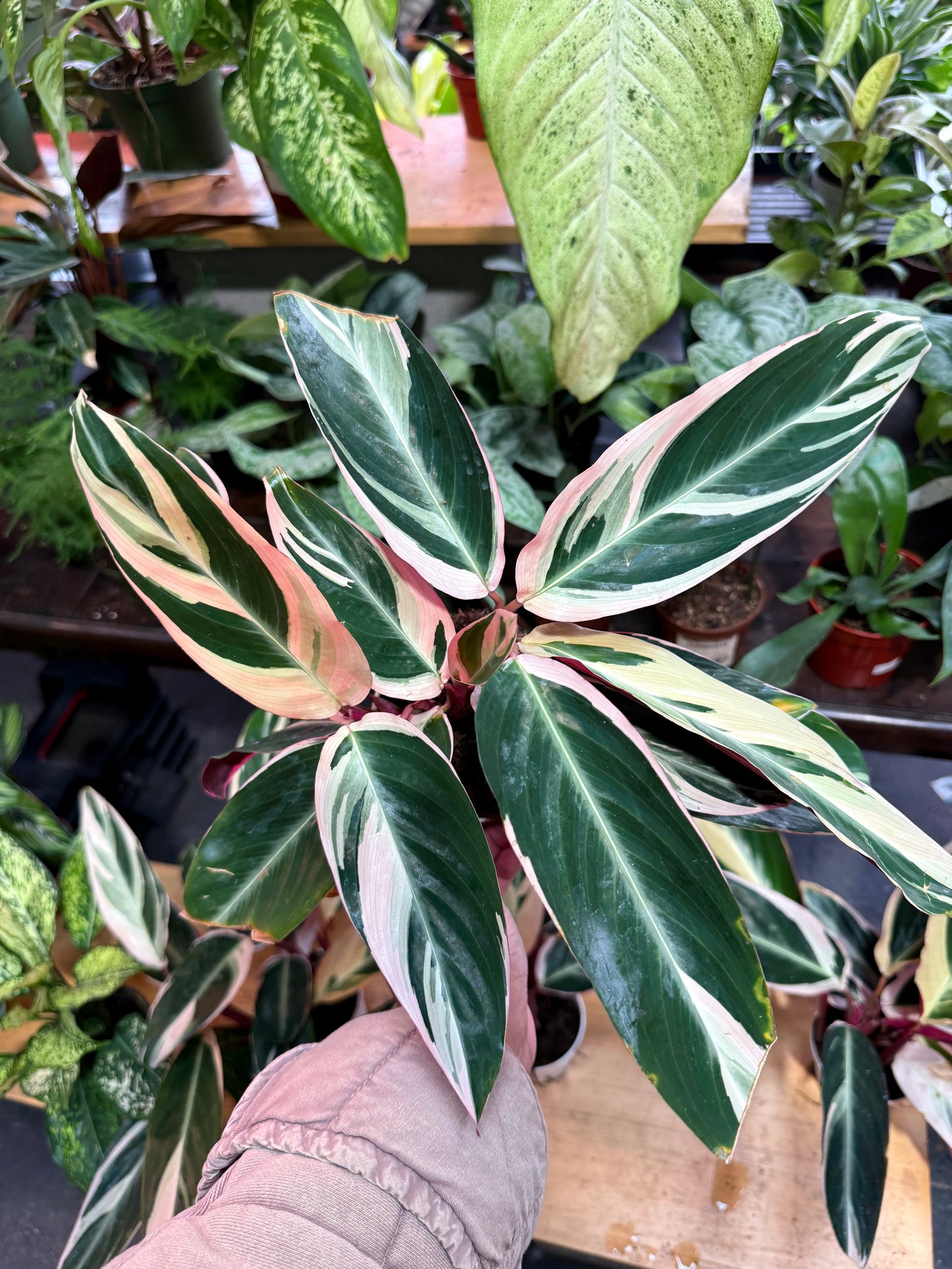 Stromanthe 'Triostar'