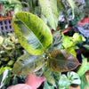 Ficus 'Shivereana' (Moonshine)