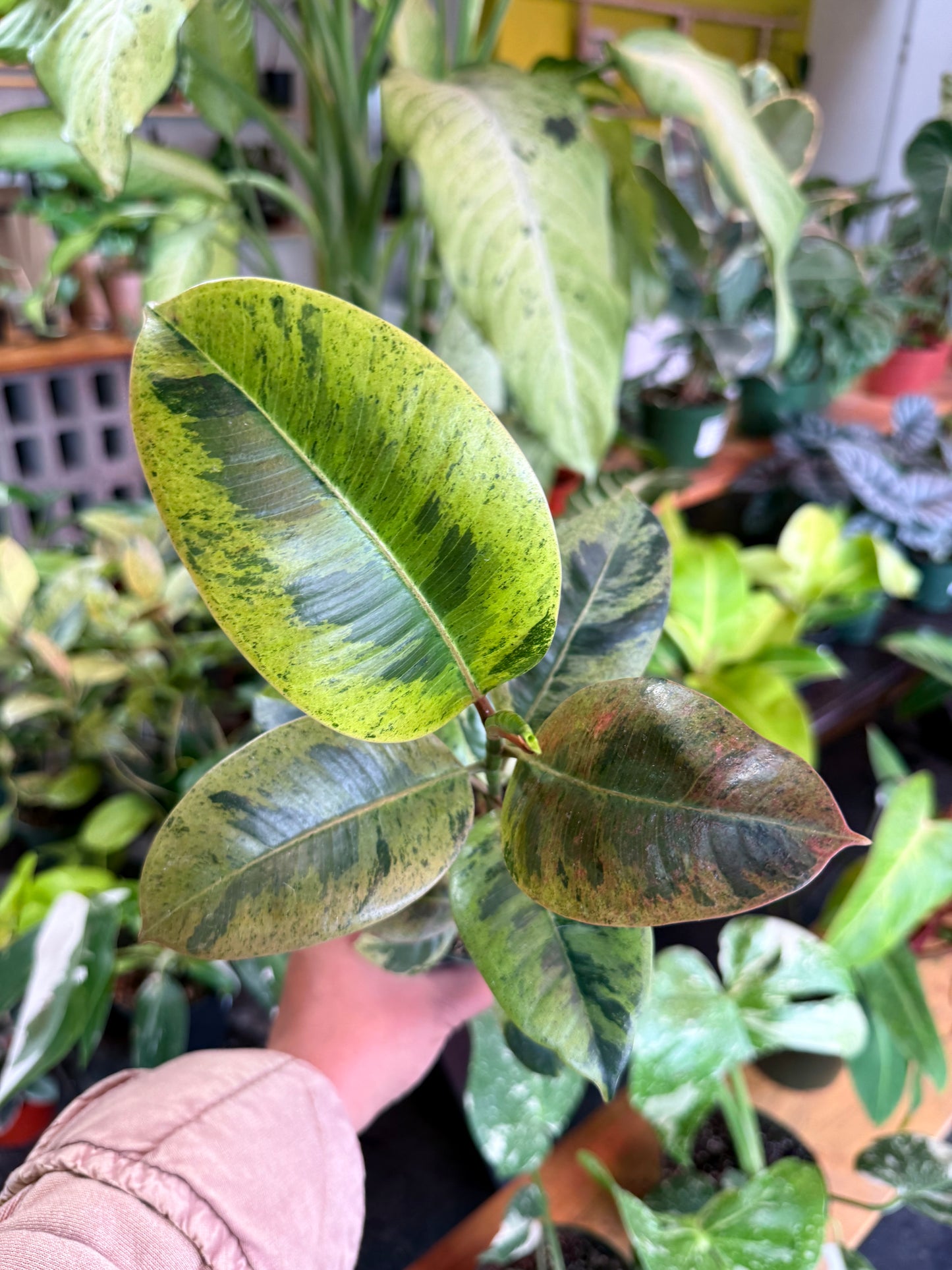 Ficus 'Shivereana' (Moonshine)