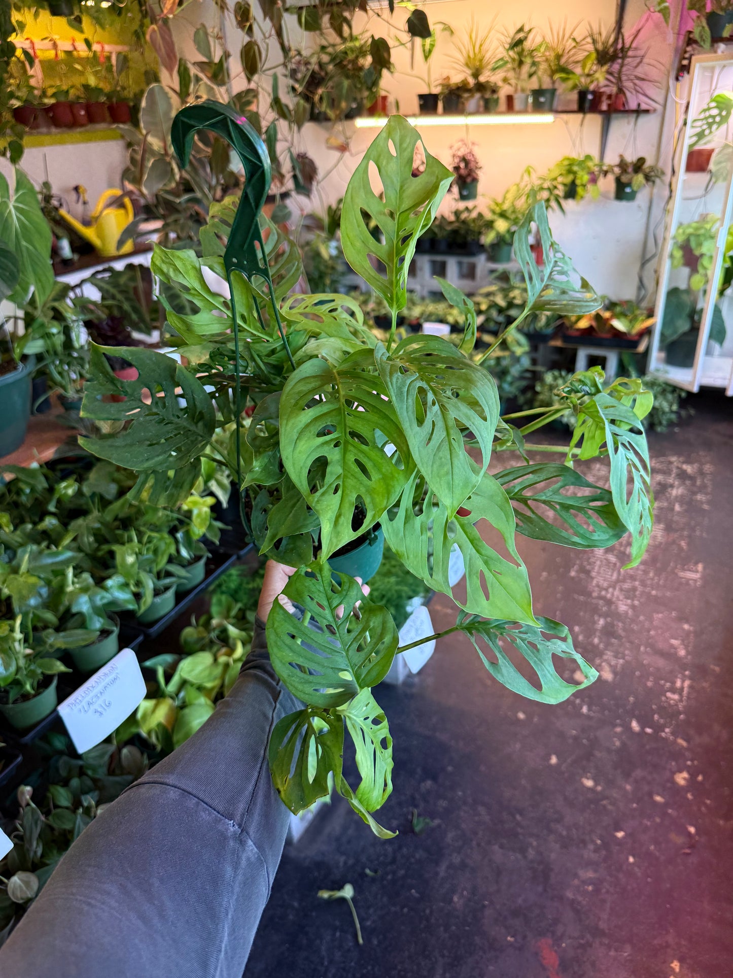 Monstera 'Adansonii'