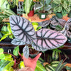 Alocasia ‘Silver Dragon’