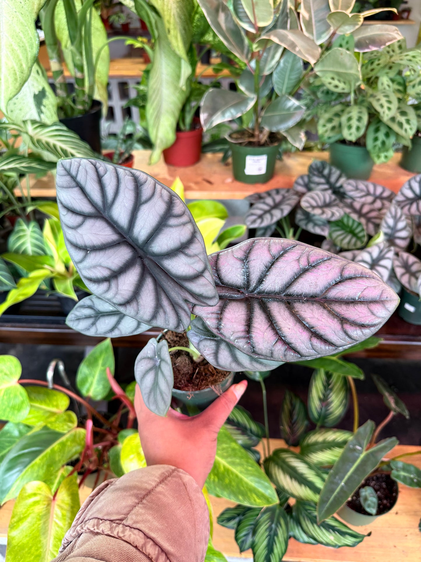 Alocasia ‘Silver Dragon’