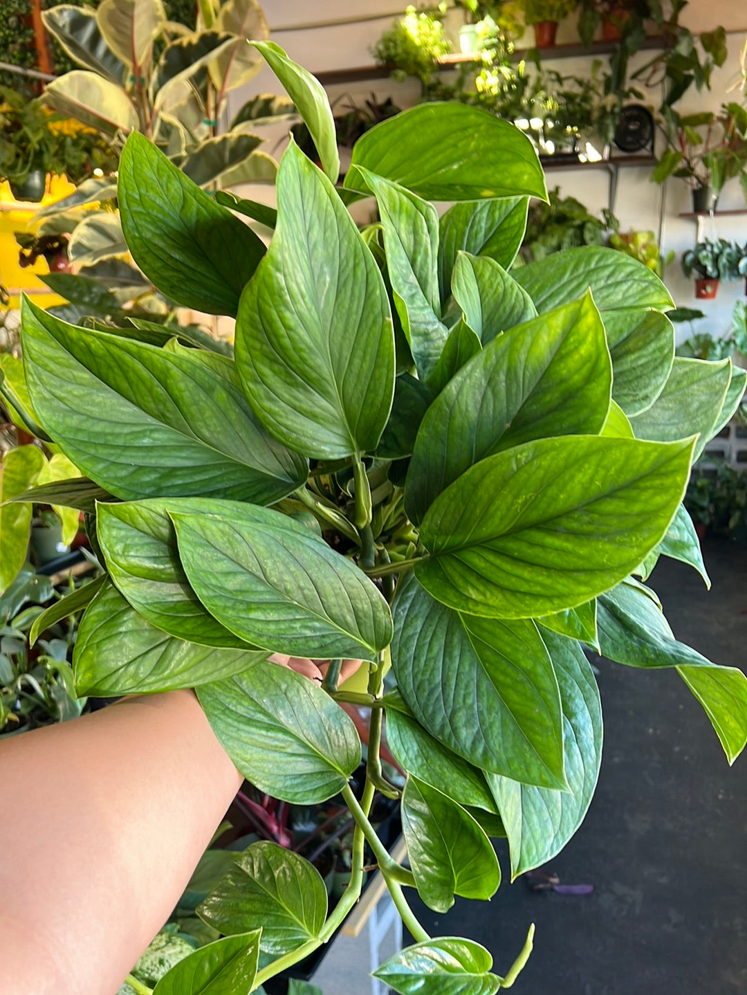 Monstera ‘Peru’