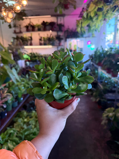 Jade Plant