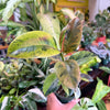 Ficus 'Shivereana' (Moonshine)
