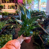 Spathiphyllum ‘Peace Lily'