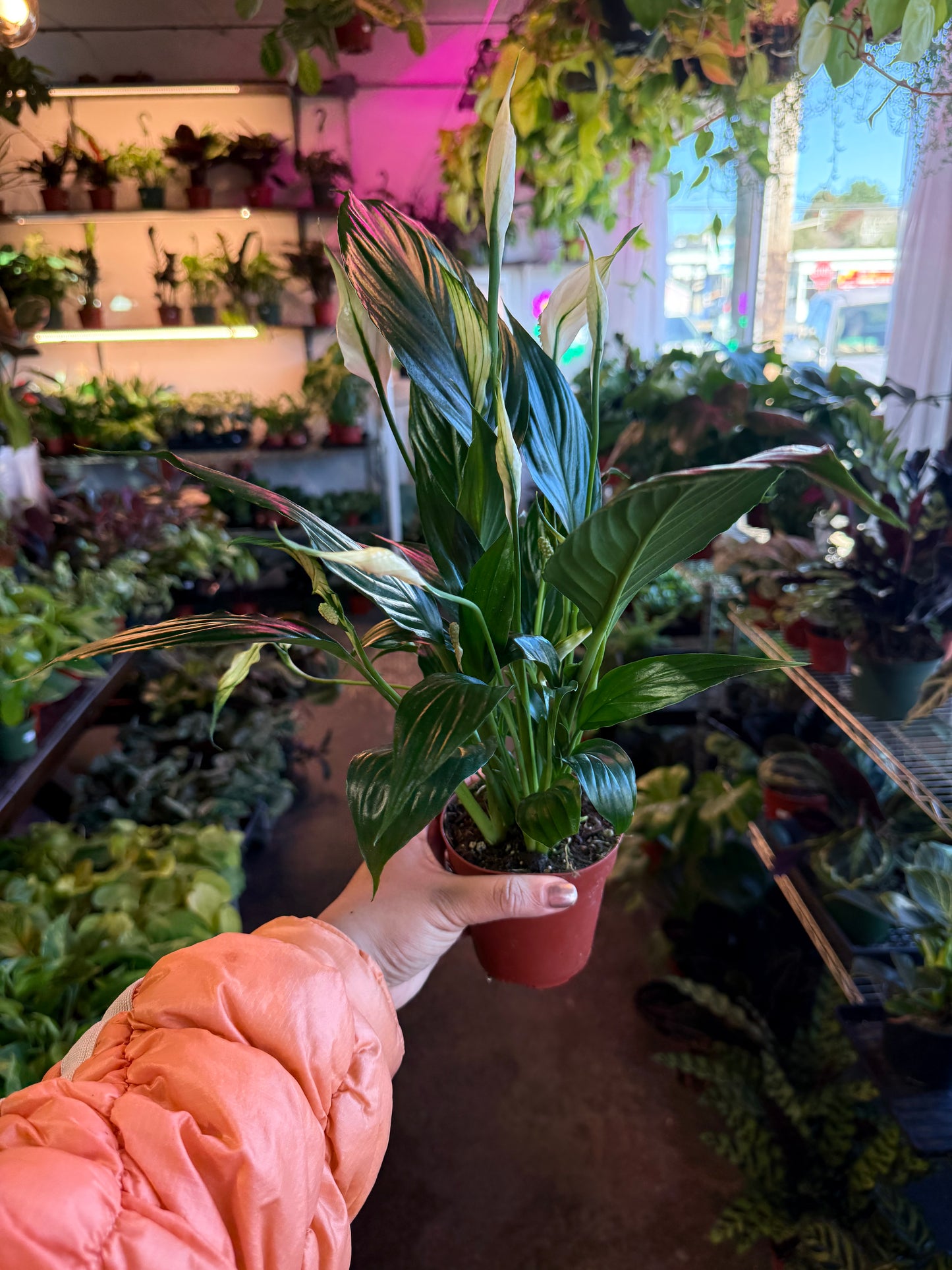 Spathiphyllum ‘Peace Lily'