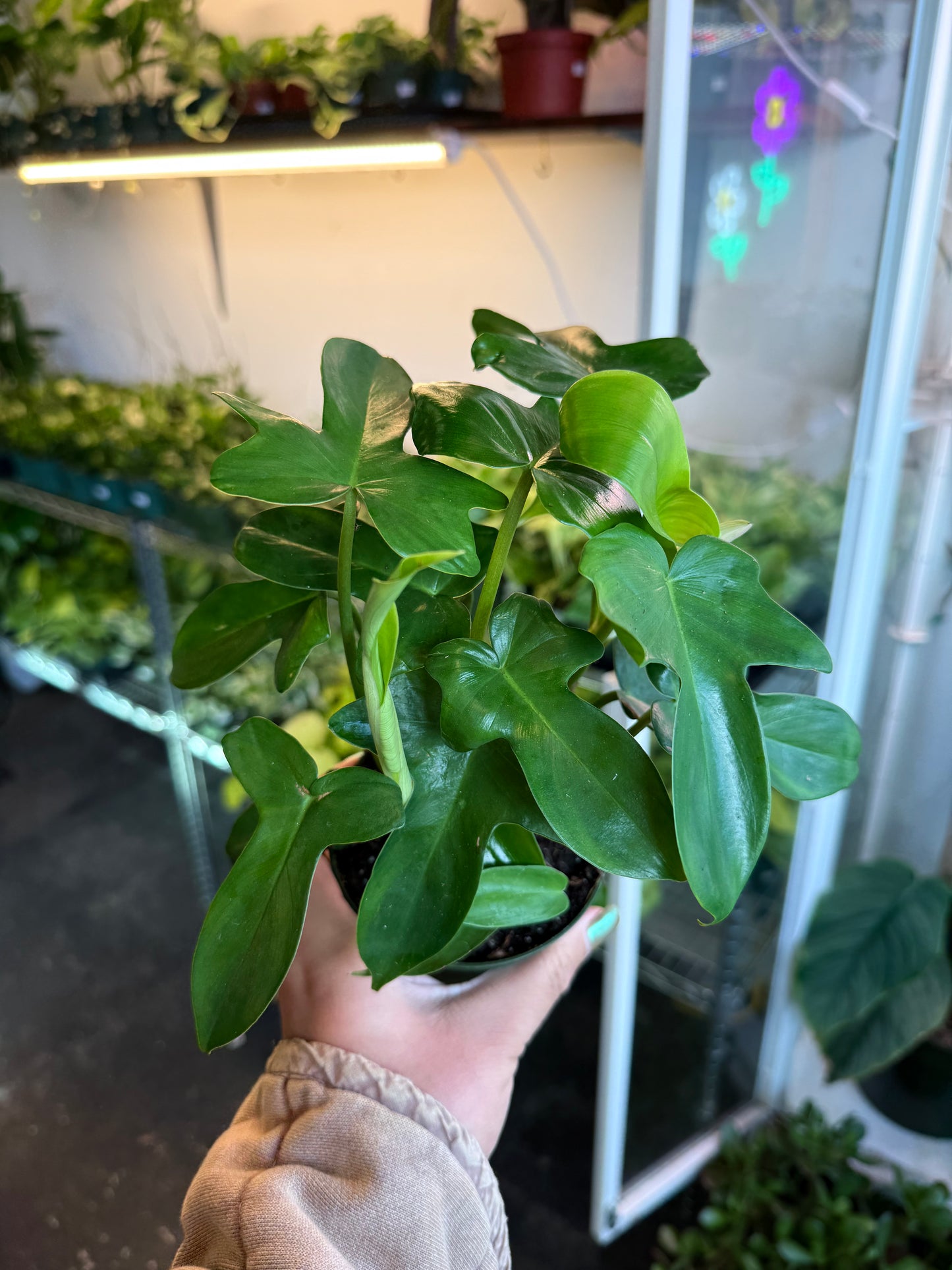 Philodendron 'Pedatum'