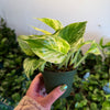 Pothos 'Marble Queen'