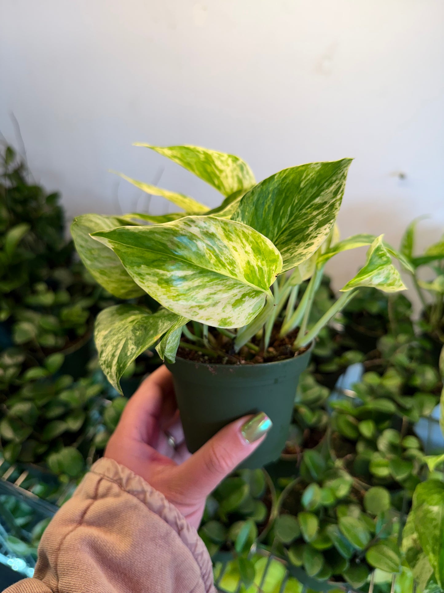 Pothos 'Marble Queen'