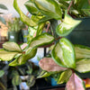 Hoya ‘Tricolor’