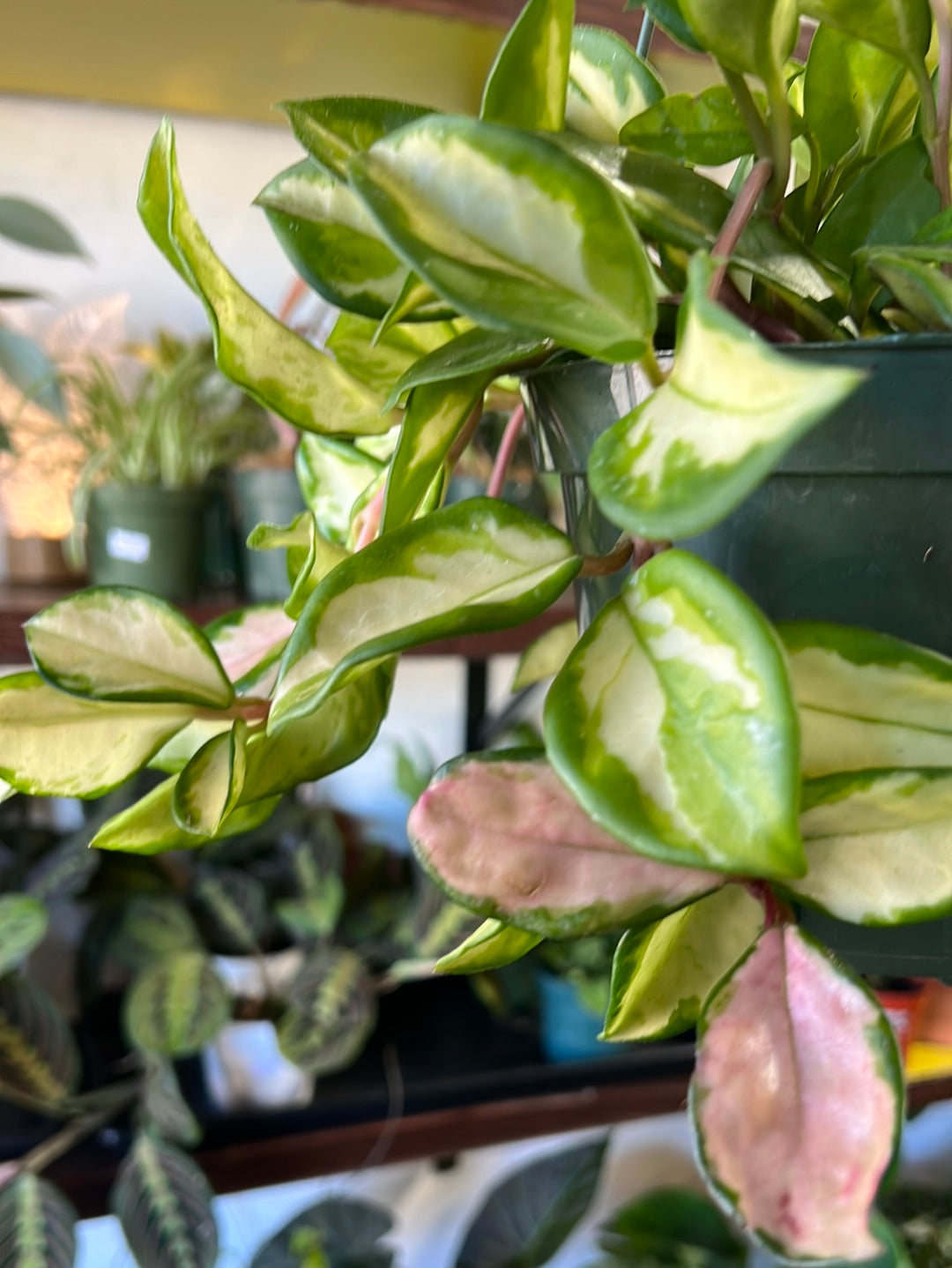 Hoya ‘Tricolor’