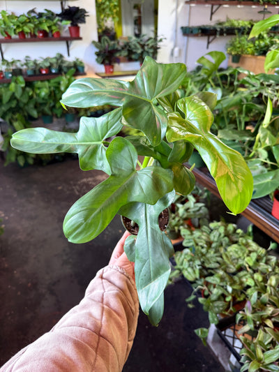 Philodendron 'Bipennifolium' (Horsehead)