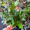ZZ Plant 'Zamioculcas Zamiifolia'