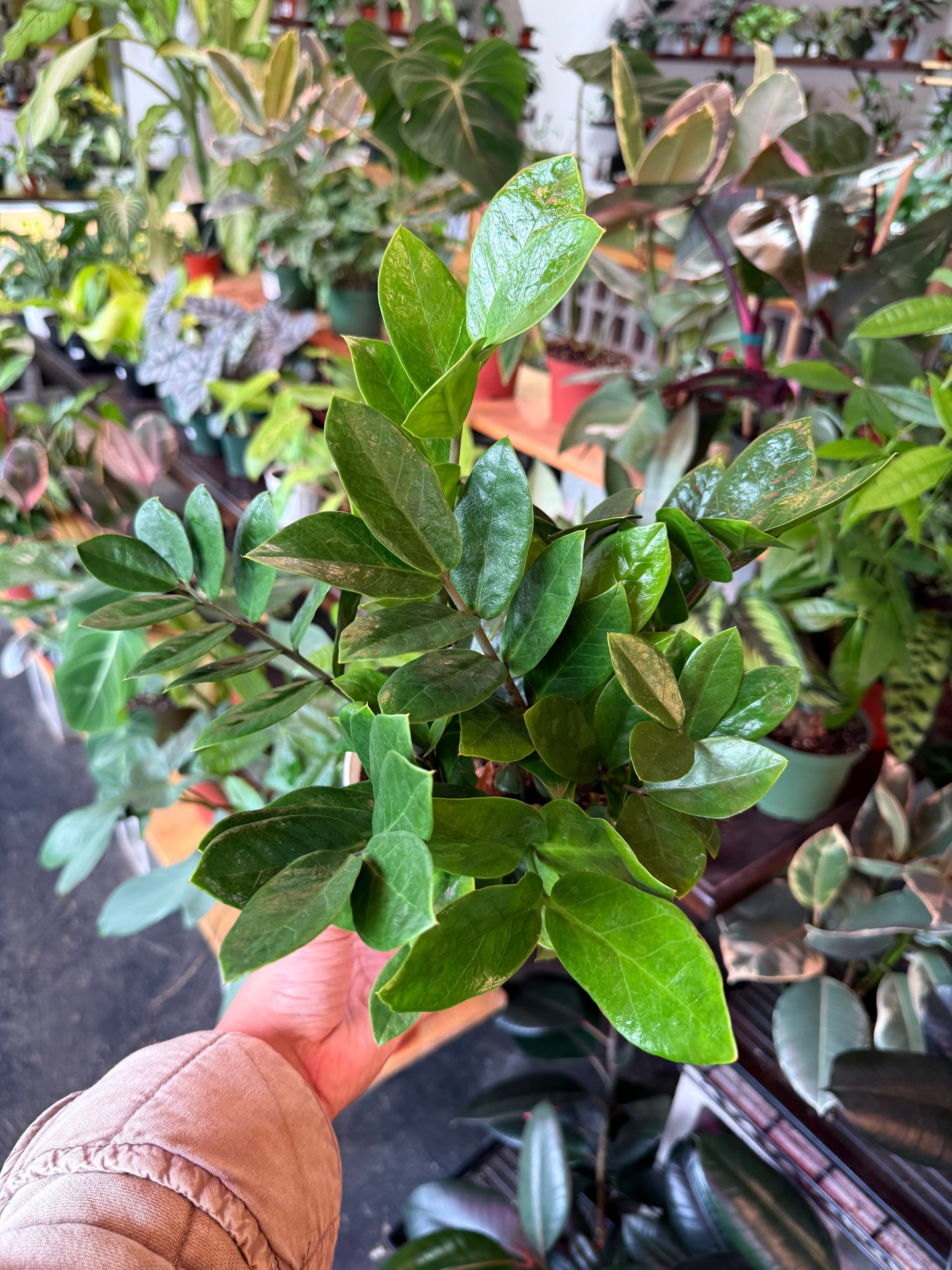 ZZ Plant 'Zamioculcas Zamiifolia'