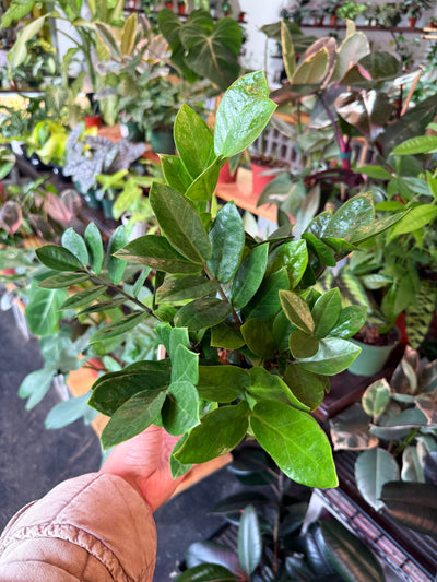 ZZ Plant 'Zamioculcas Zamiifolia'