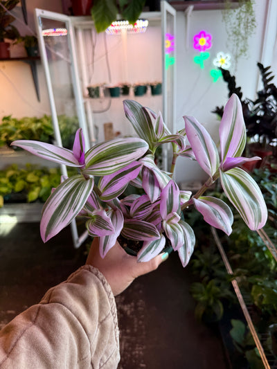 Tradescantia ‘Nanouk’