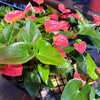 Anthurium ‘Sweet Dream’