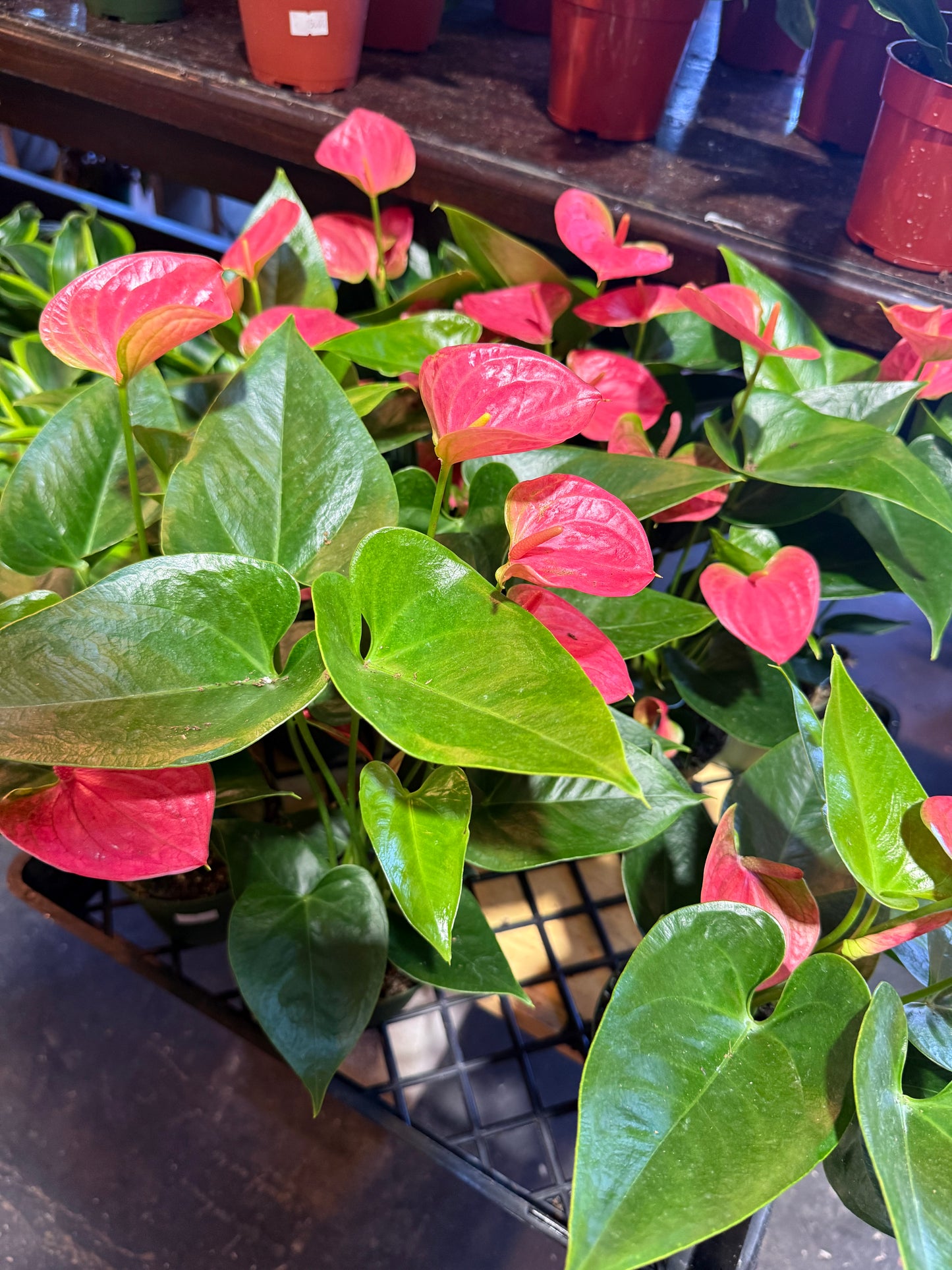 Anthurium ‘Sweet Dream’