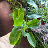 Philodendron Emerald Green