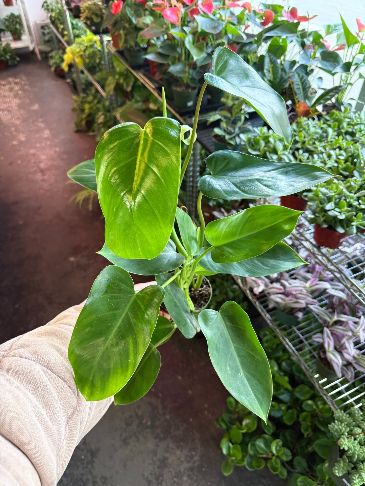 Philodendron Emerald Green