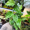Pothos 'Marble Queen'