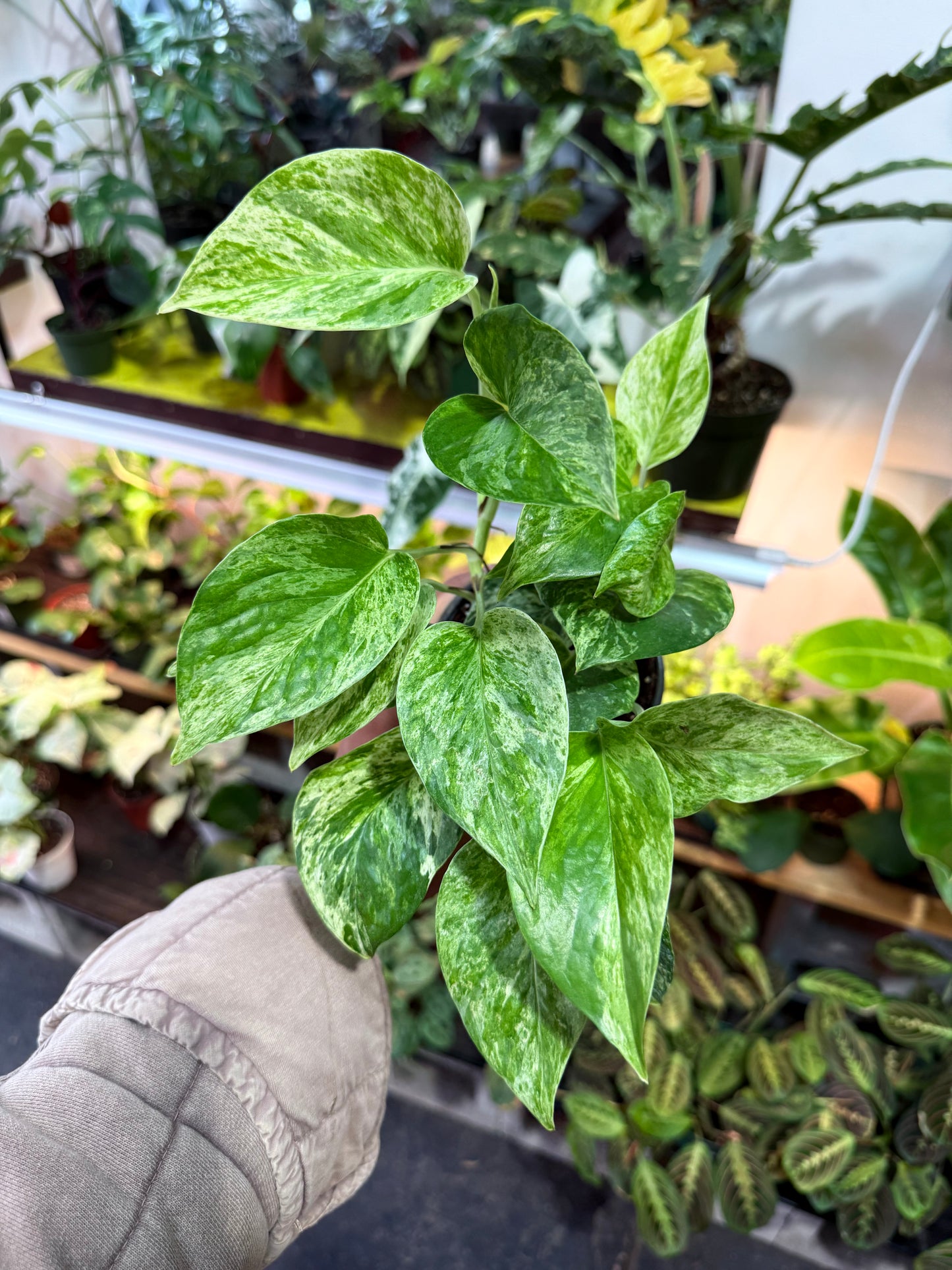 Pothos 'Marble Queen'