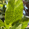 Calathea 'Network'