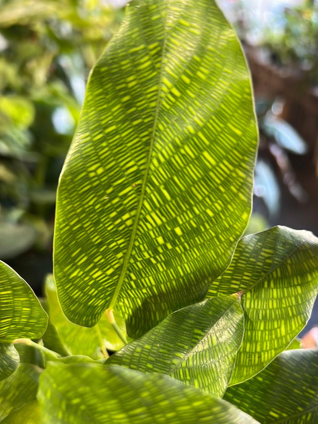 Calathea 'Network'